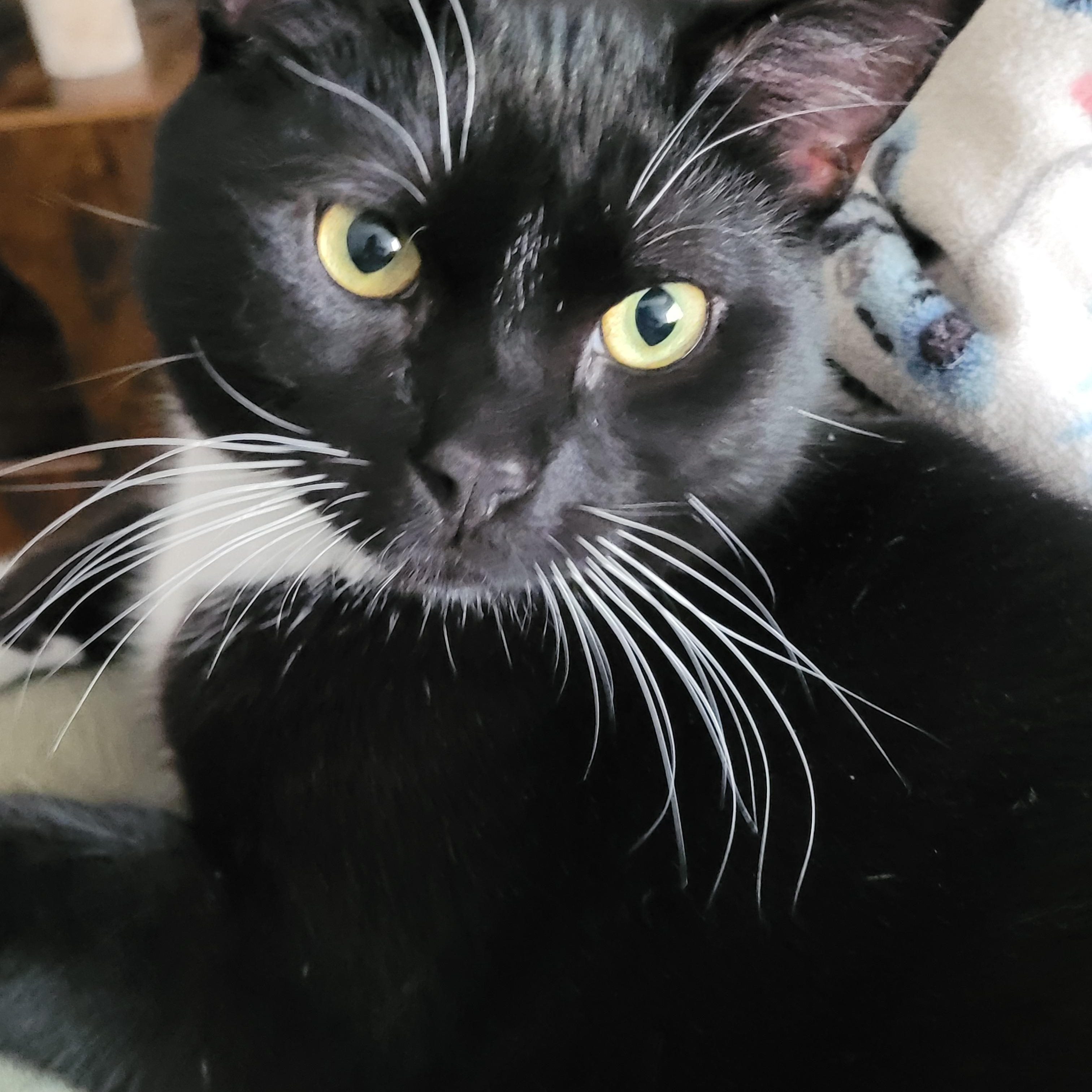 Enlarge ANCHOVY & MR. CRABS, a ADOPTABLE Tuxedo in Hamilton, NJ image 5/5
