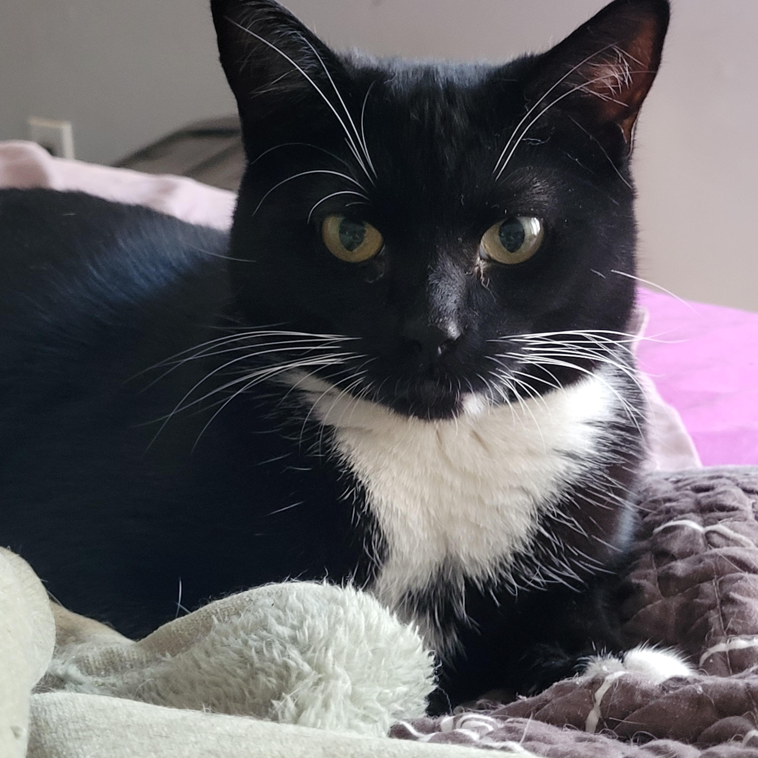 Enlarge ANCHOVY & MR. CRABS, a ADOPTABLE Tuxedo in Hamilton, NJ image 4/5