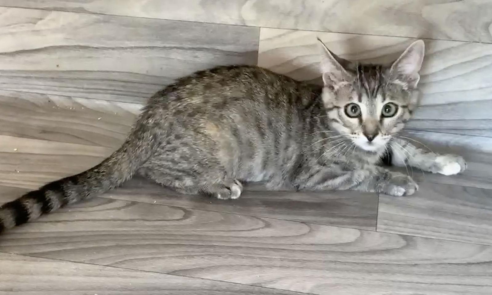 Lucy, Adopted, Kitten Female Domestic Short Hair.