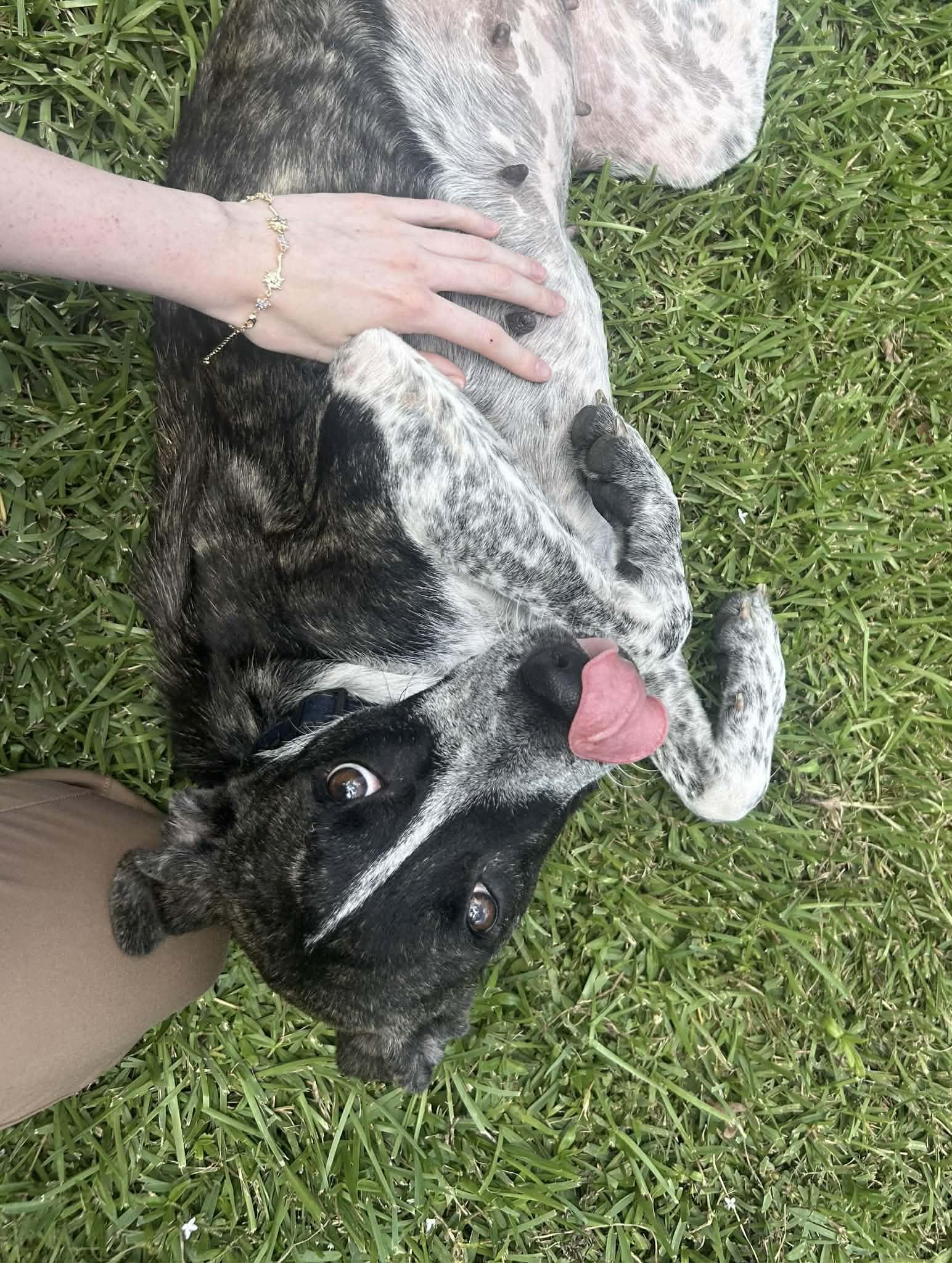 Enlarge Oreo, an adopted mixed breed in Bronson, TX image 5/6