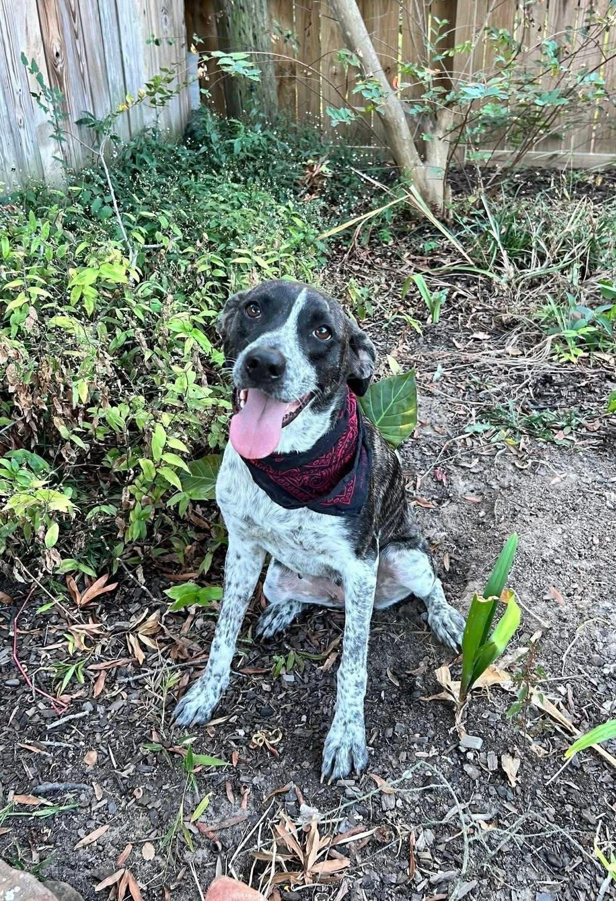 Enlarge Oreo, an adopted mixed breed in Bronson, TX image 4/6