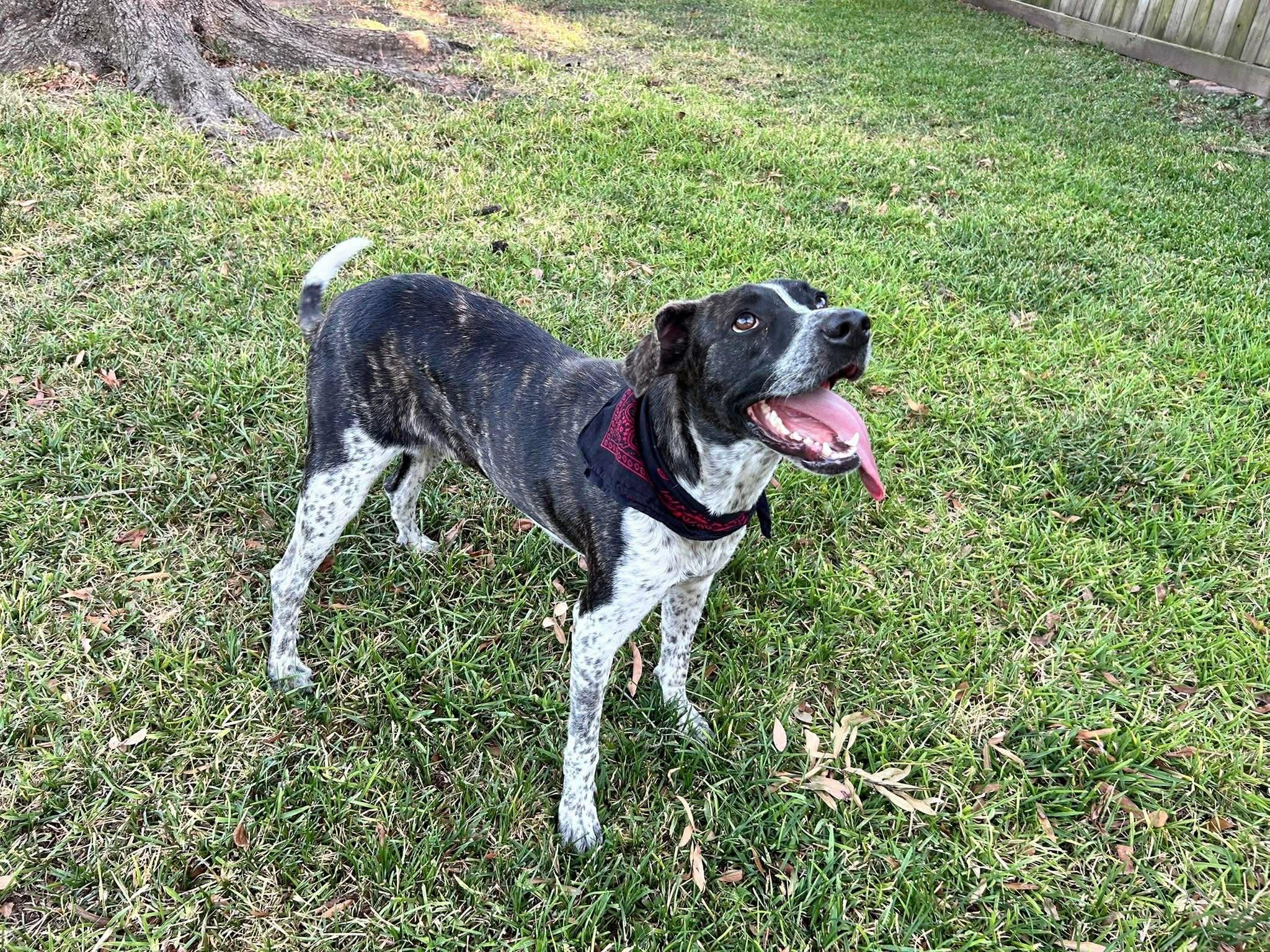 Oreo, adopted, Adult Female German Shorthaired Pointer.