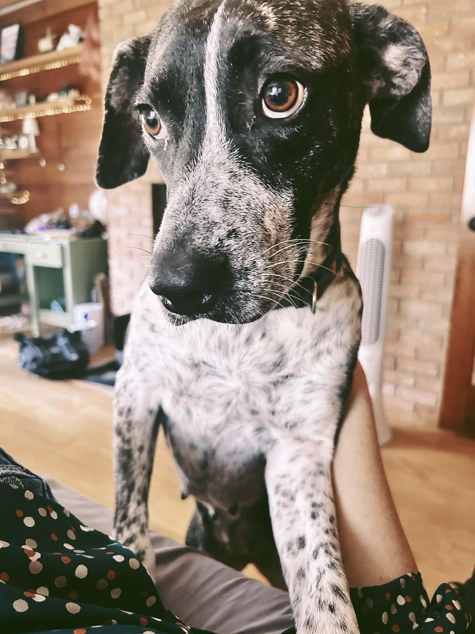 Enlarge Oreo, an adopted mixed breed in Bronson, TX image 6/6