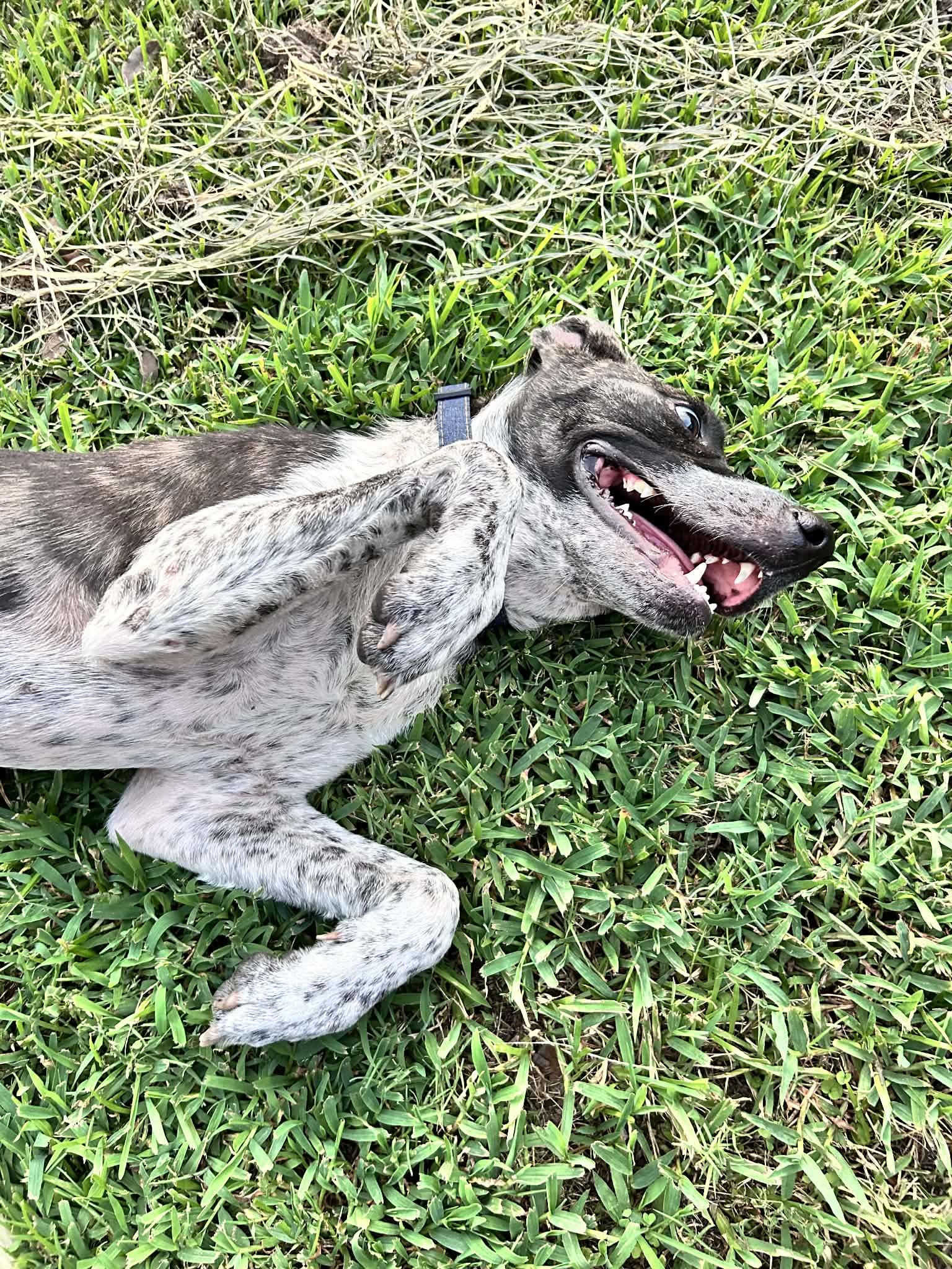 Enlarge Oreo, an adopted mixed breed in Bronson, TX image 2/6