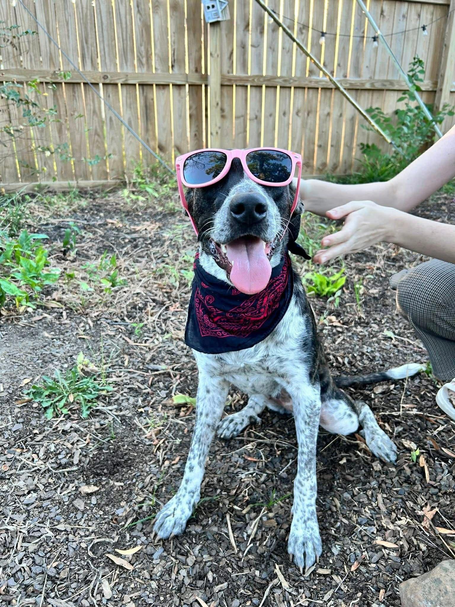 Enlarge Oreo, an adopted mixed breed in Bronson, TX image 3/6