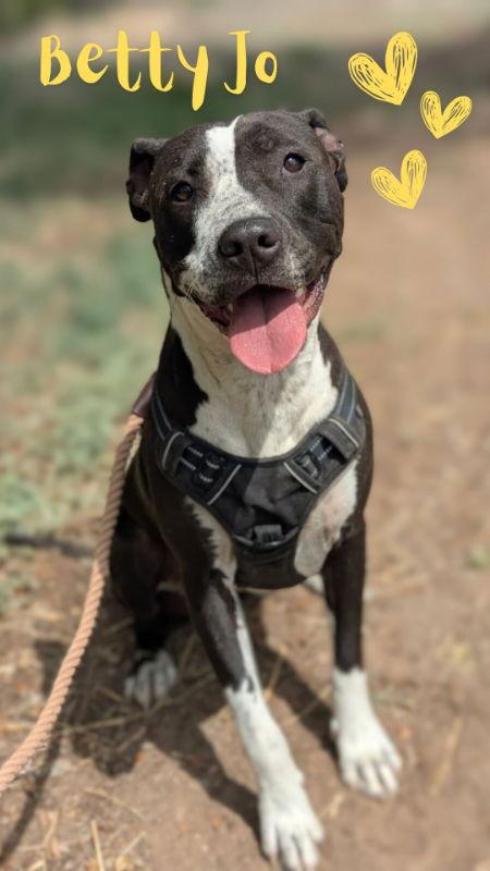 Enlarge Betty, a Adoptable Pit Bull Terrier in Monte Vista, CO image 1/3