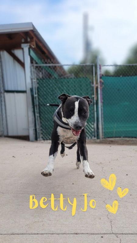 Betty, a Adoptable Pit Bull Terrier image 1/3