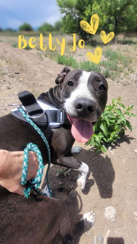 Enlarge Betty, a Adoptable Pit Bull Terrier in Monte Vista, CO image 2/3