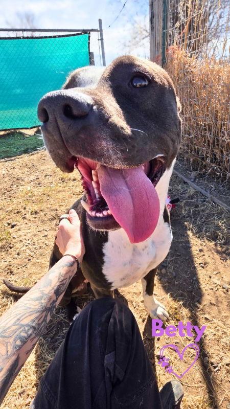 Enlarge Betty, a Adoptable Pit Bull Terrier in Monte Vista, CO image 3/3