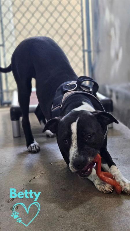 Betty, a Adoptable Pit Bull Terrier in Monte Vista, CO image 1/3