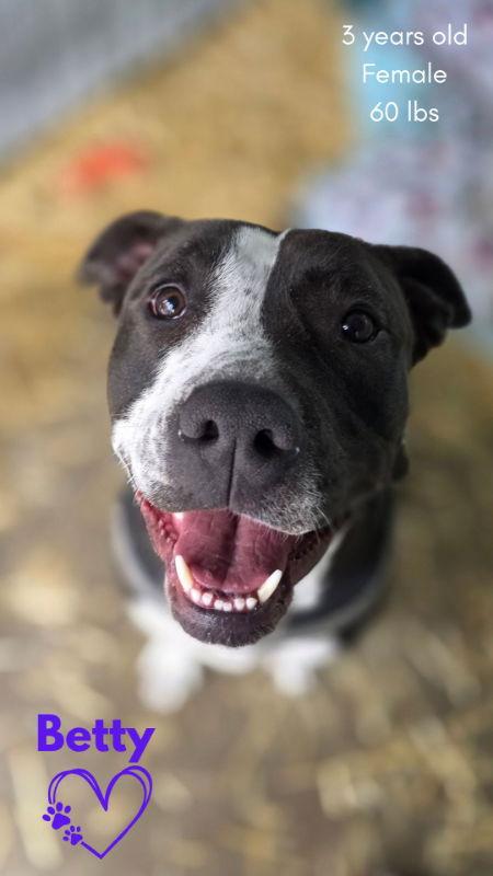 Betty, a Adoptable Pit Bull Terrier image 2/3