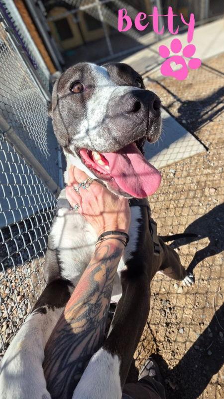 Betty, a Adoptable Pit Bull Terrier image 3/3