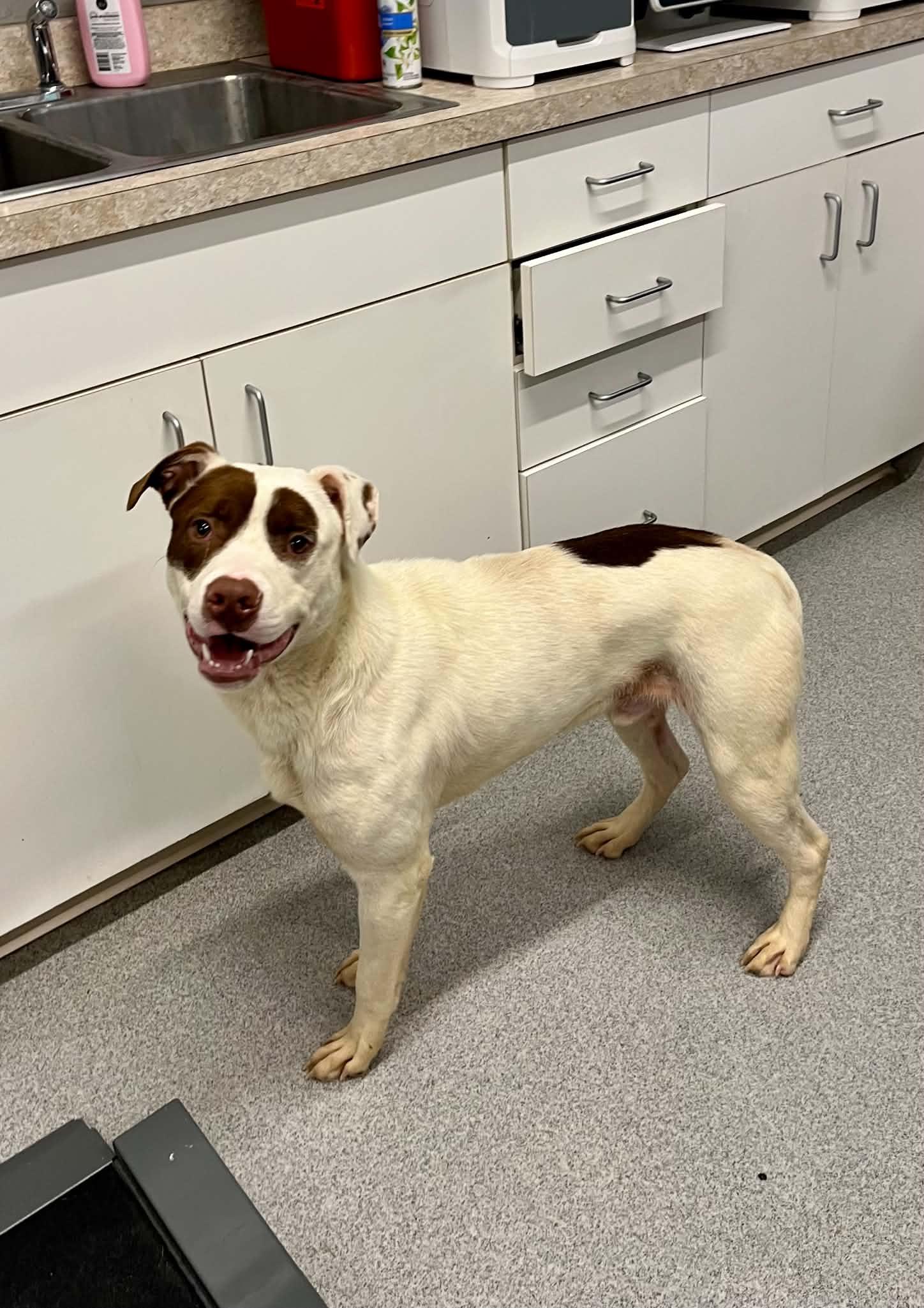 Enlarge Bean, a ADOPTABLE Mixed Breed in Moundsville, WV image 1/1
