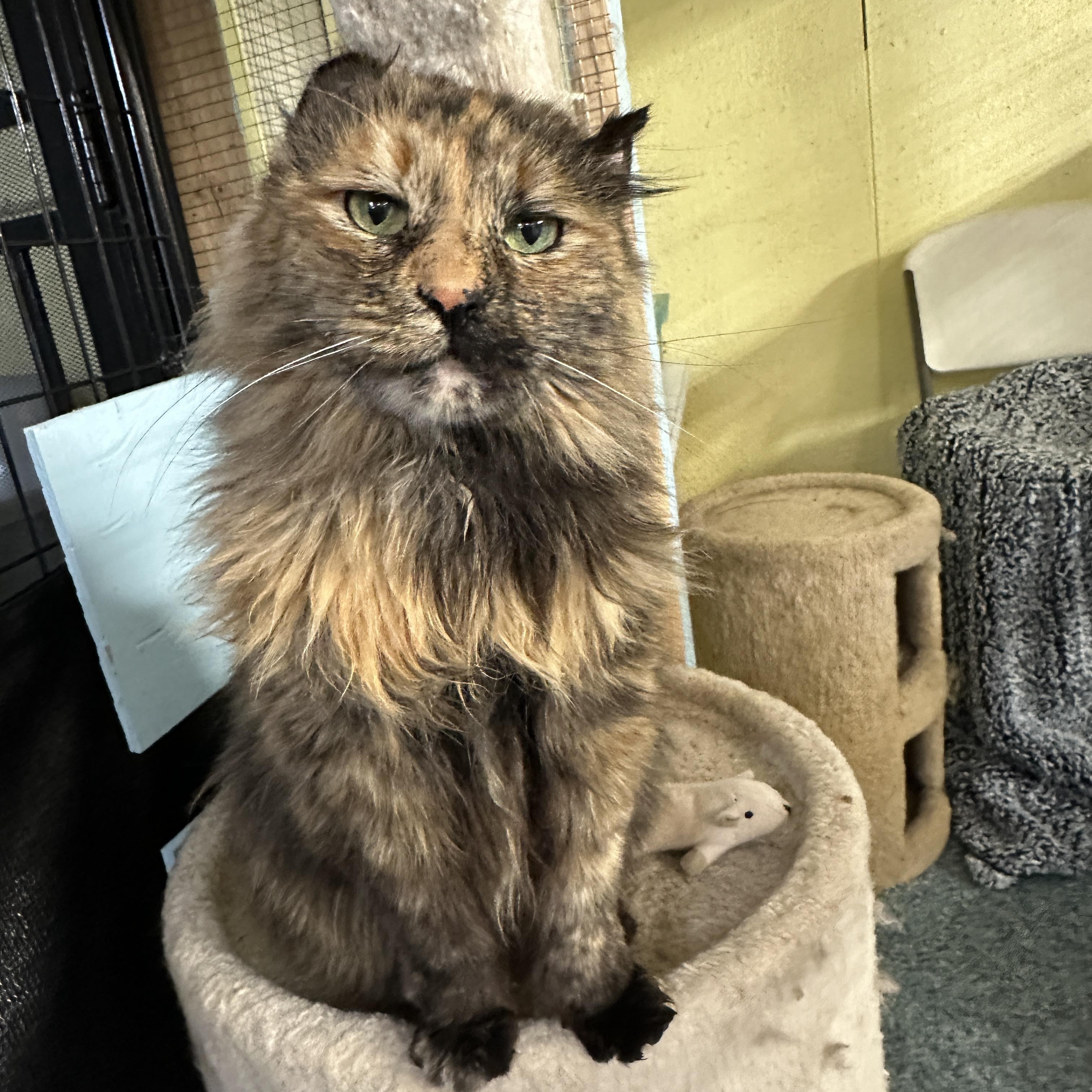Cocoa-bean, adoptable, Senior Female Tortoiseshell.