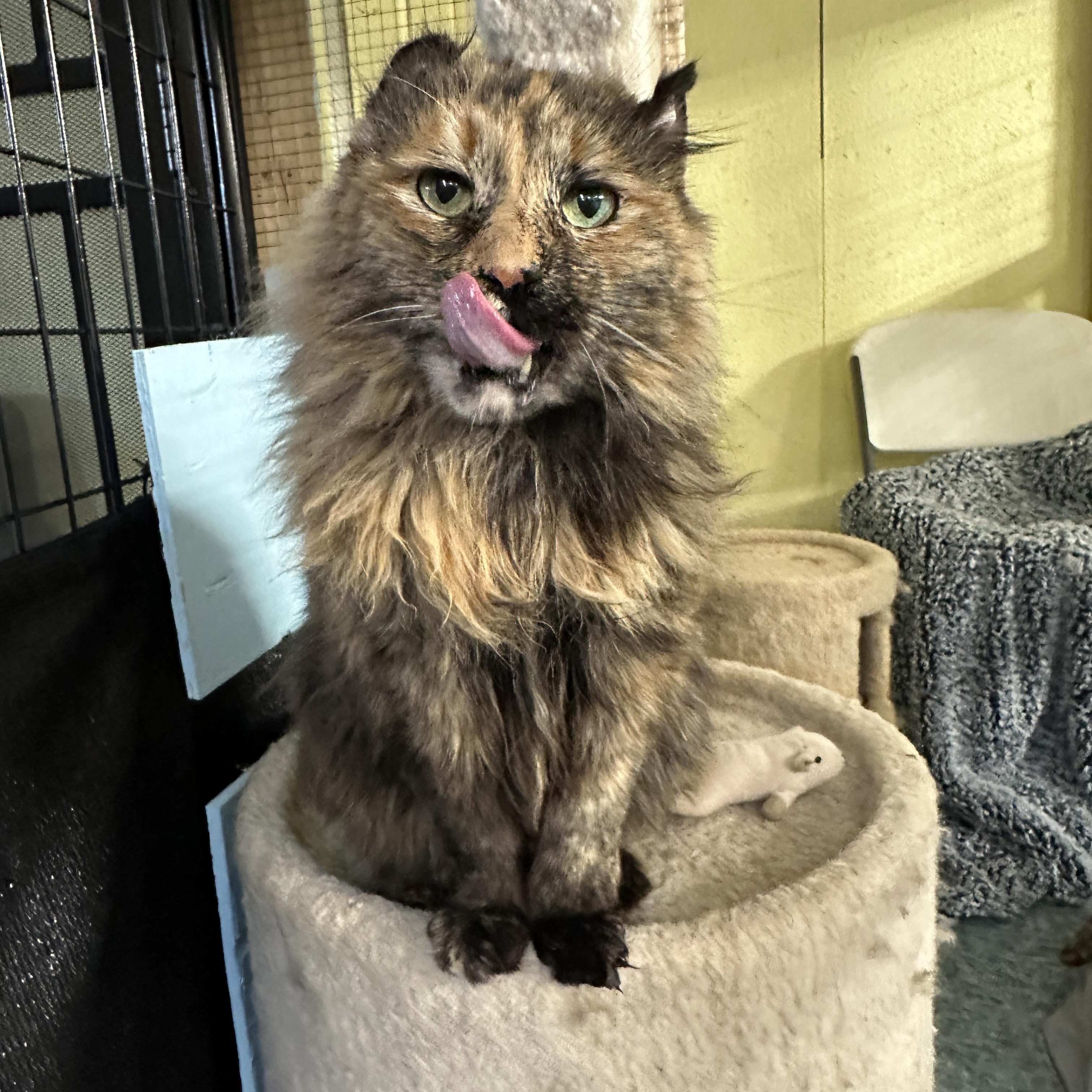 Enlarge Cocoa-bean, an adoptable mixed breed in Anchorage, AK image 5/6