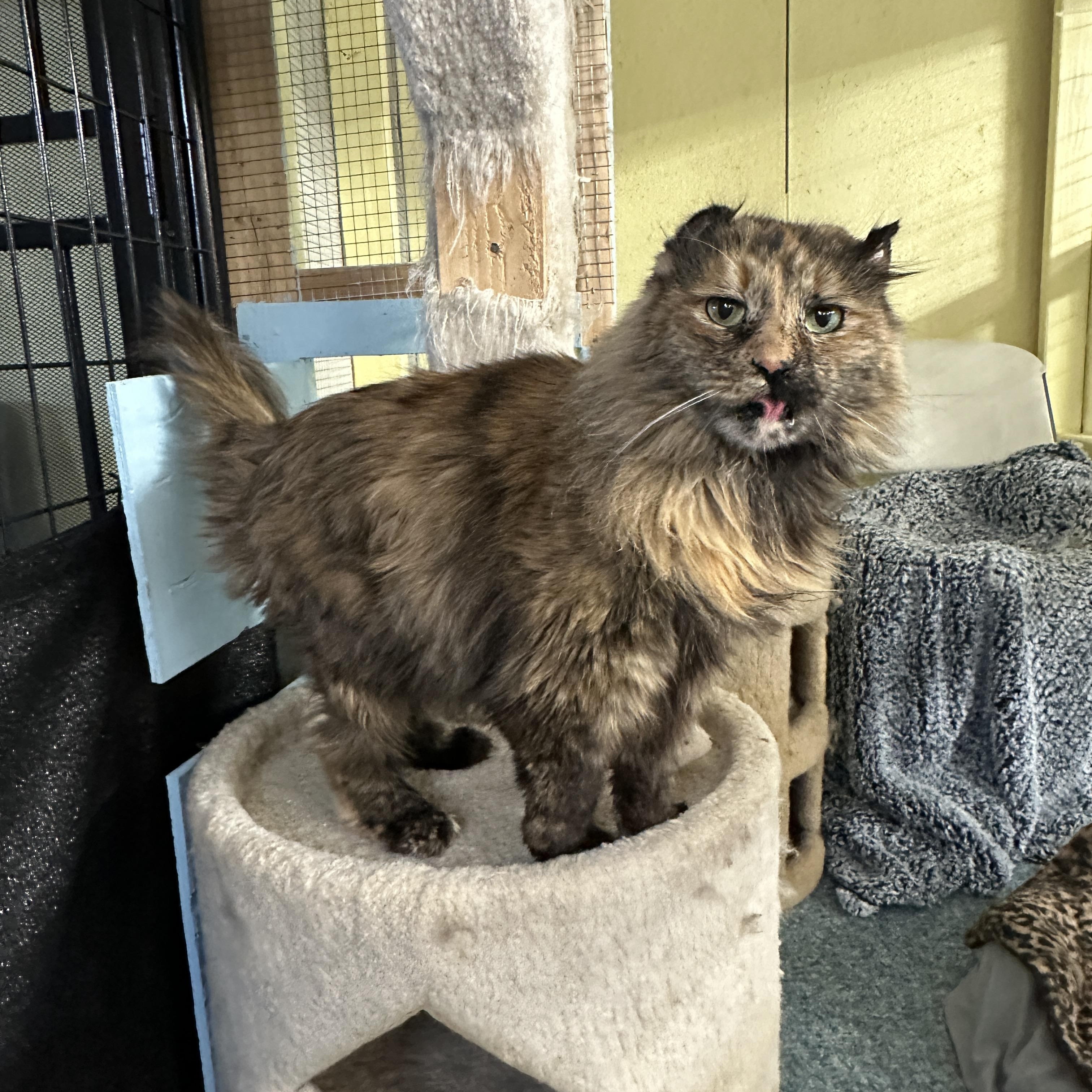 Enlarge Cocoa-bean, an adoptable mixed breed in Anchorage, AK image 4/6