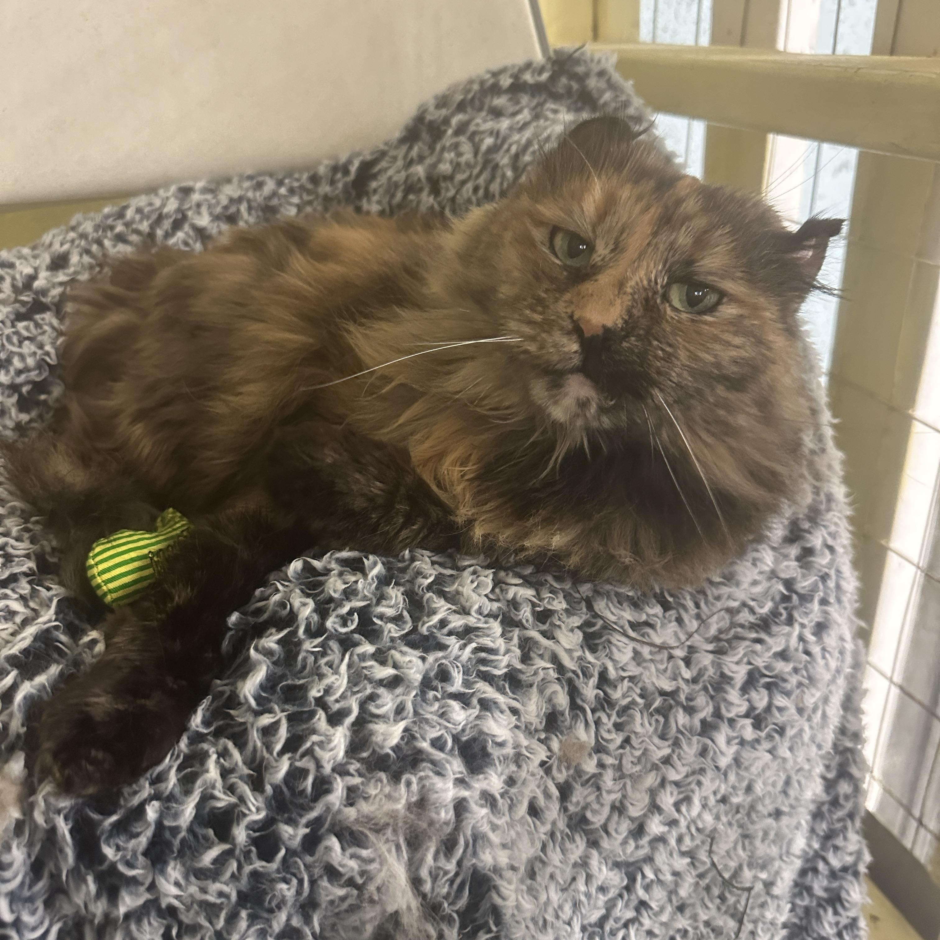 Enlarge Cocoa-bean, an adoptable mixed breed in Anchorage, AK image 2/6
