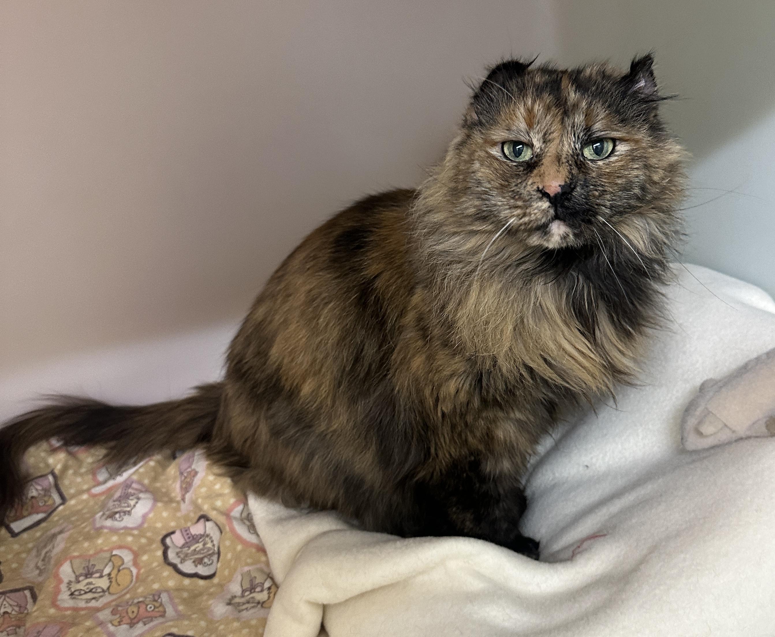Enlarge Cocoa-bean, an adoptable mixed breed in Anchorage, AK image 3/6