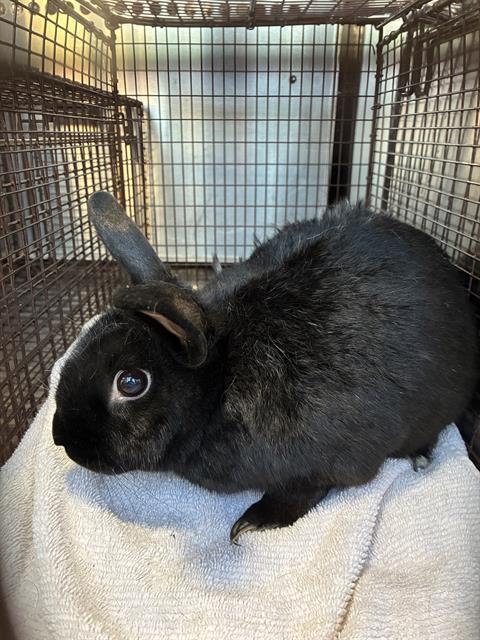 Enlarge BUNNY, a Adoptable Bunny Rabbit in Tucson, AZ image 1/1