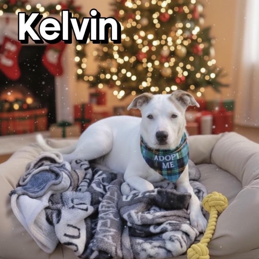 Enlarge Kelvin, a Adoptable mixed breed in Washington, PA image 1/4