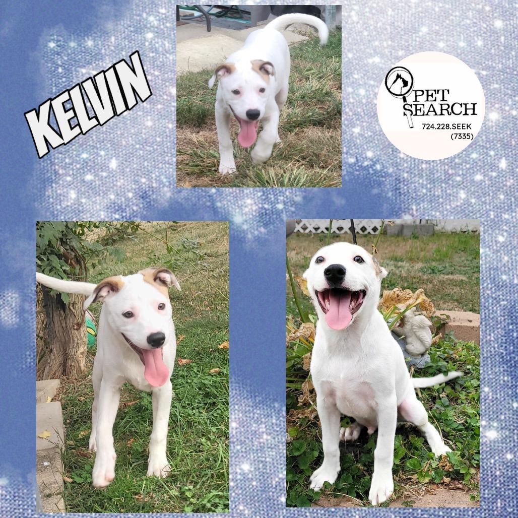 Enlarge Kelvin, a Adoptable mixed breed in Washington, PA image 2/4