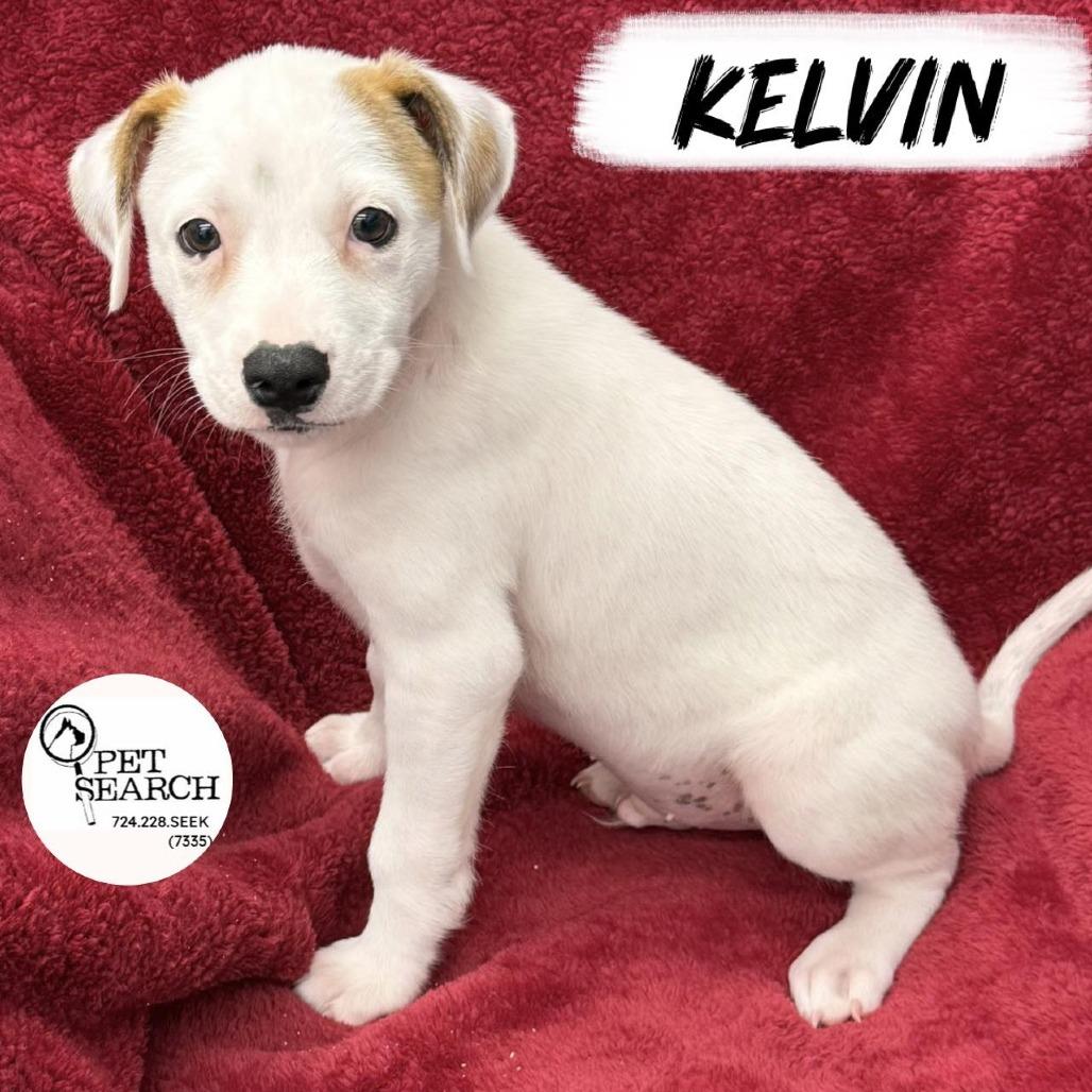 Enlarge Kelvin, a Adoptable mixed breed in Washington, PA image 3/4