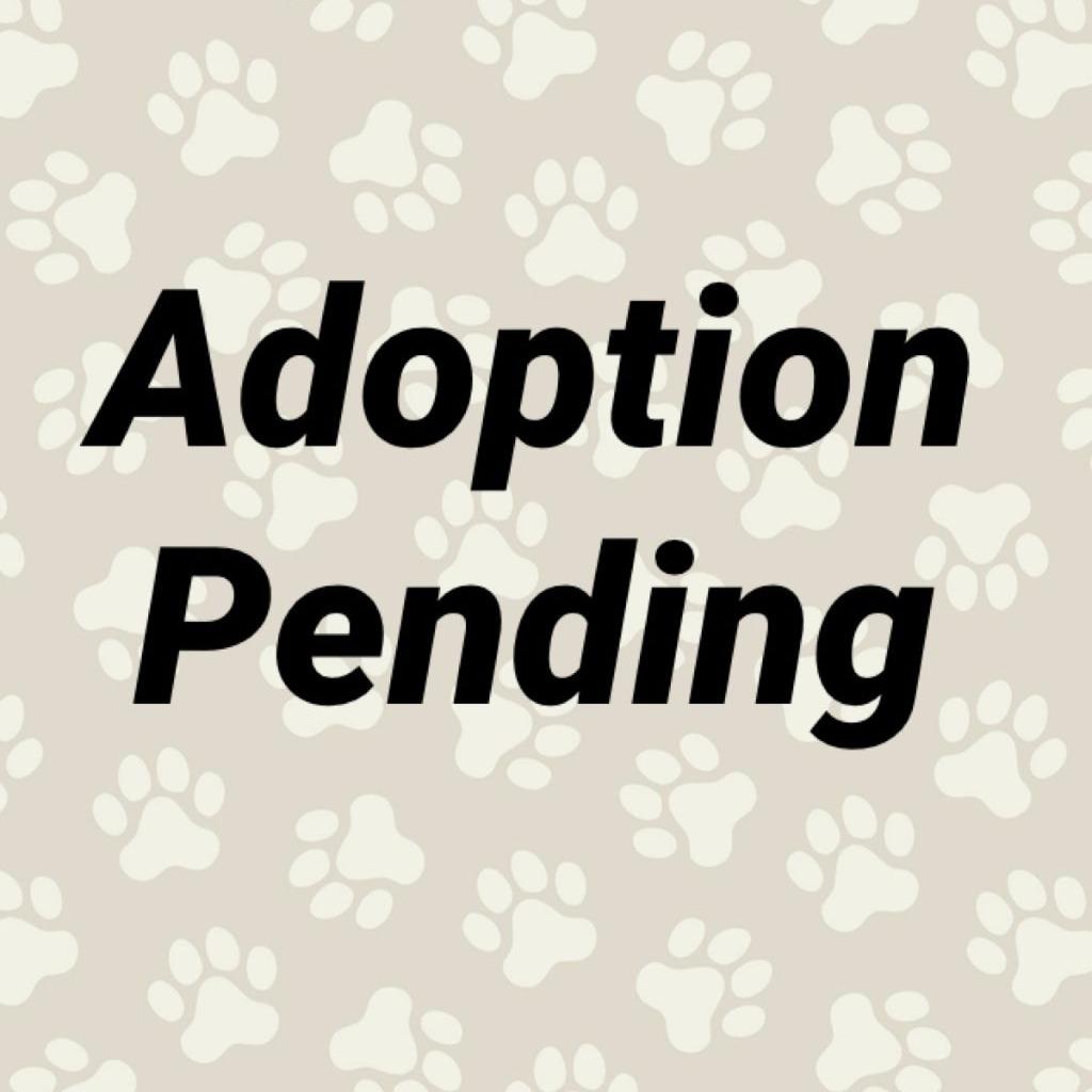 Enlarge Kelvin, a Adoptable mixed breed in Washington, PA image 4/4