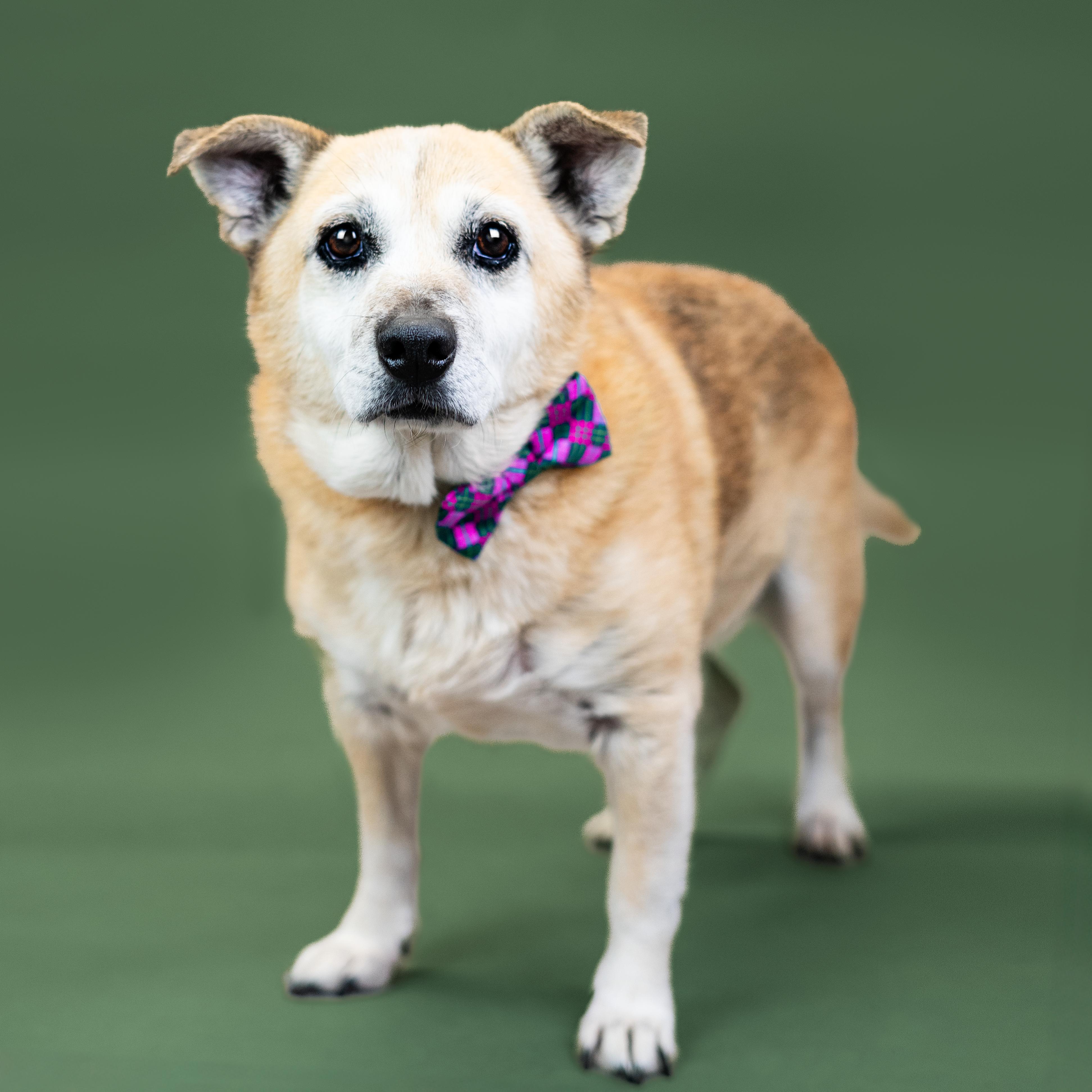 Arlo, a ADOPTABLE mixed breed in Shawnee, KS image 1/3