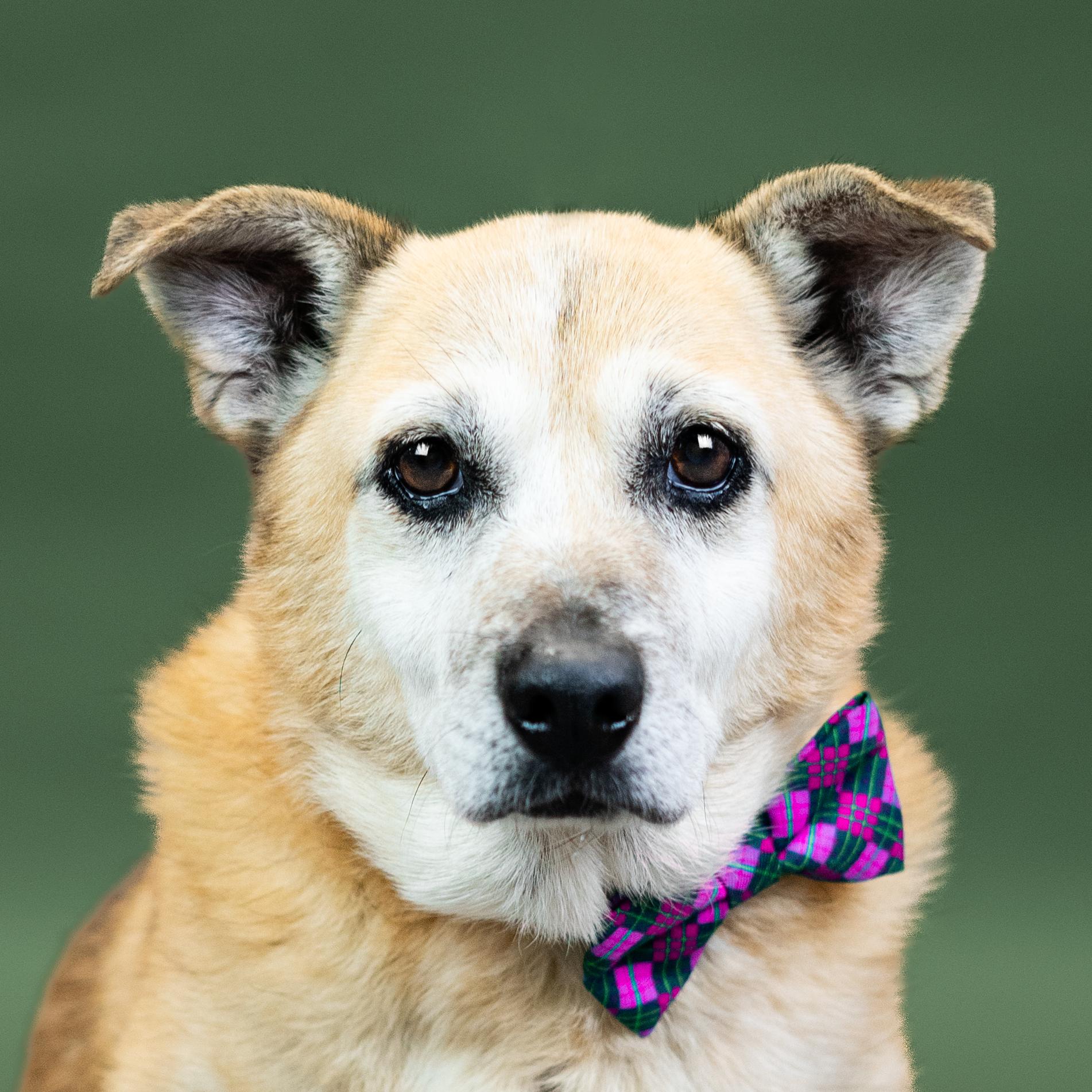 Arlo, a ADOPTABLE mixed breed in Shawnee, KS image 2/3