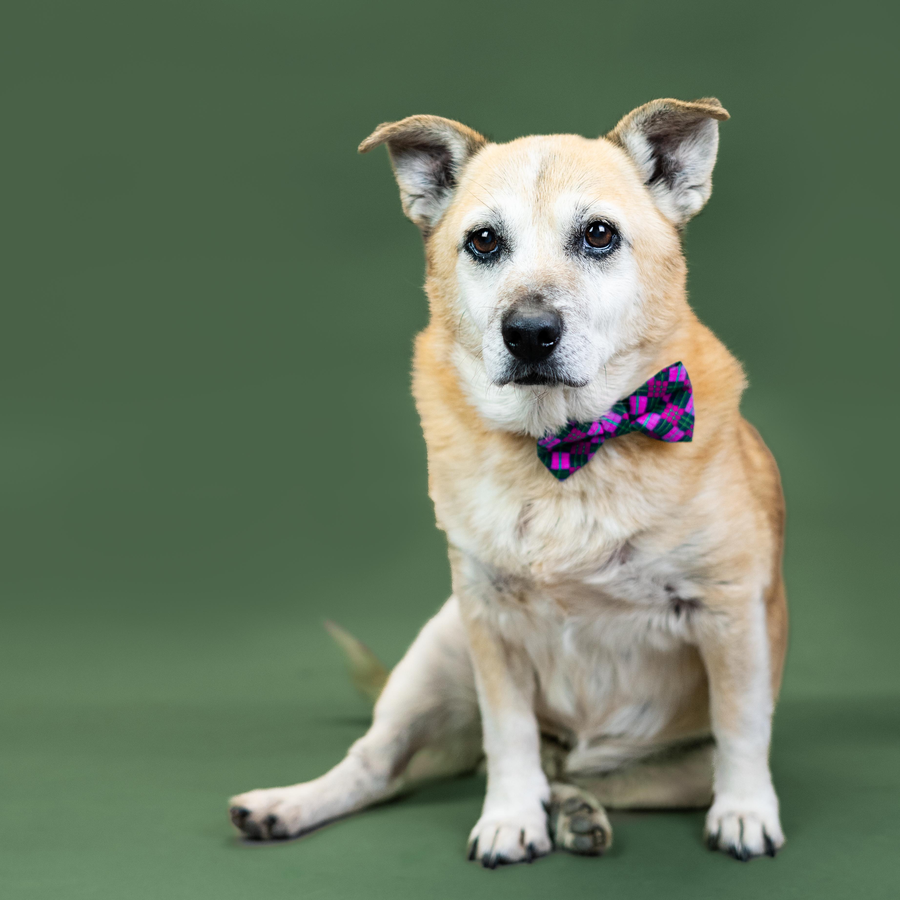 Arlo, a ADOPTABLE mixed breed in Shawnee, KS image 3/3