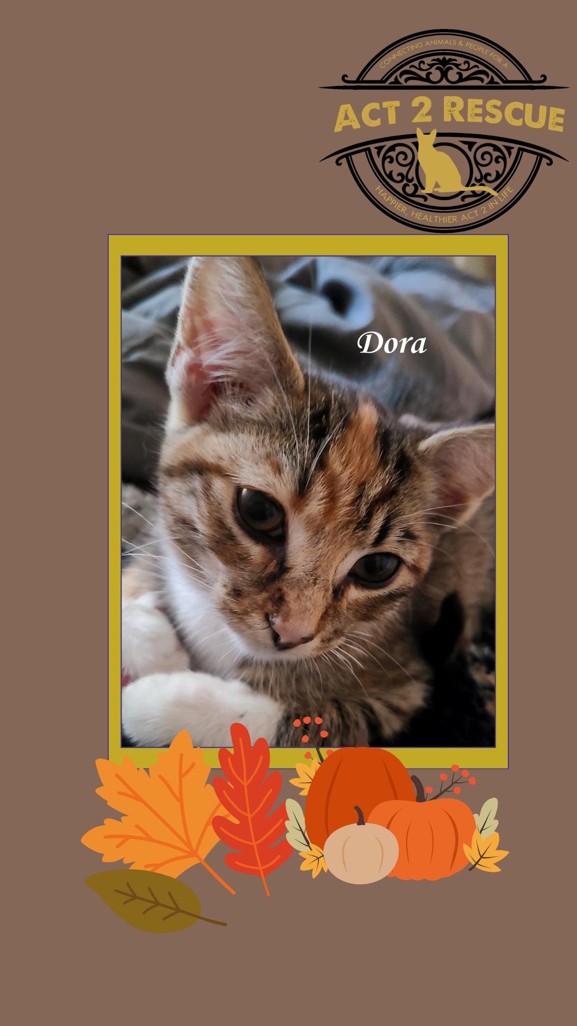 Enlarge Dora, a Adoptable Domestic Short Hair in Riverside, CA image 1/1