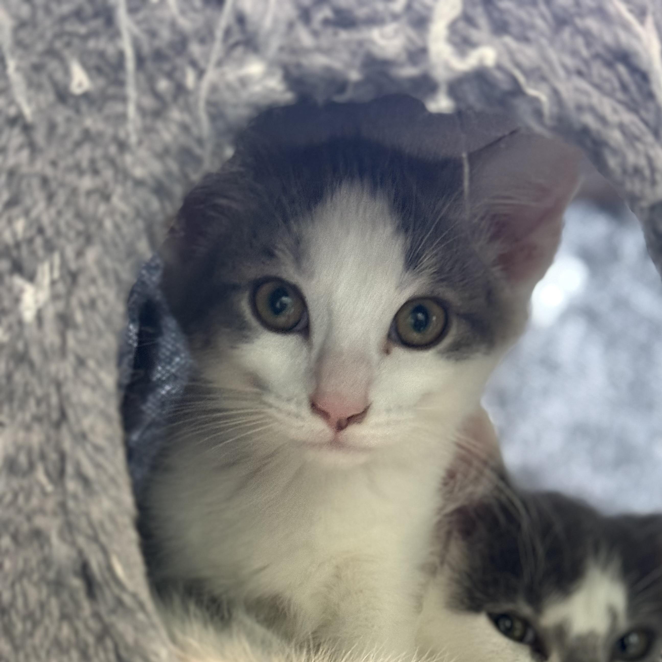 Enlarge Atari, a ADOPTABLE Domestic Short Hair in Milwaukee, WI image 1/5