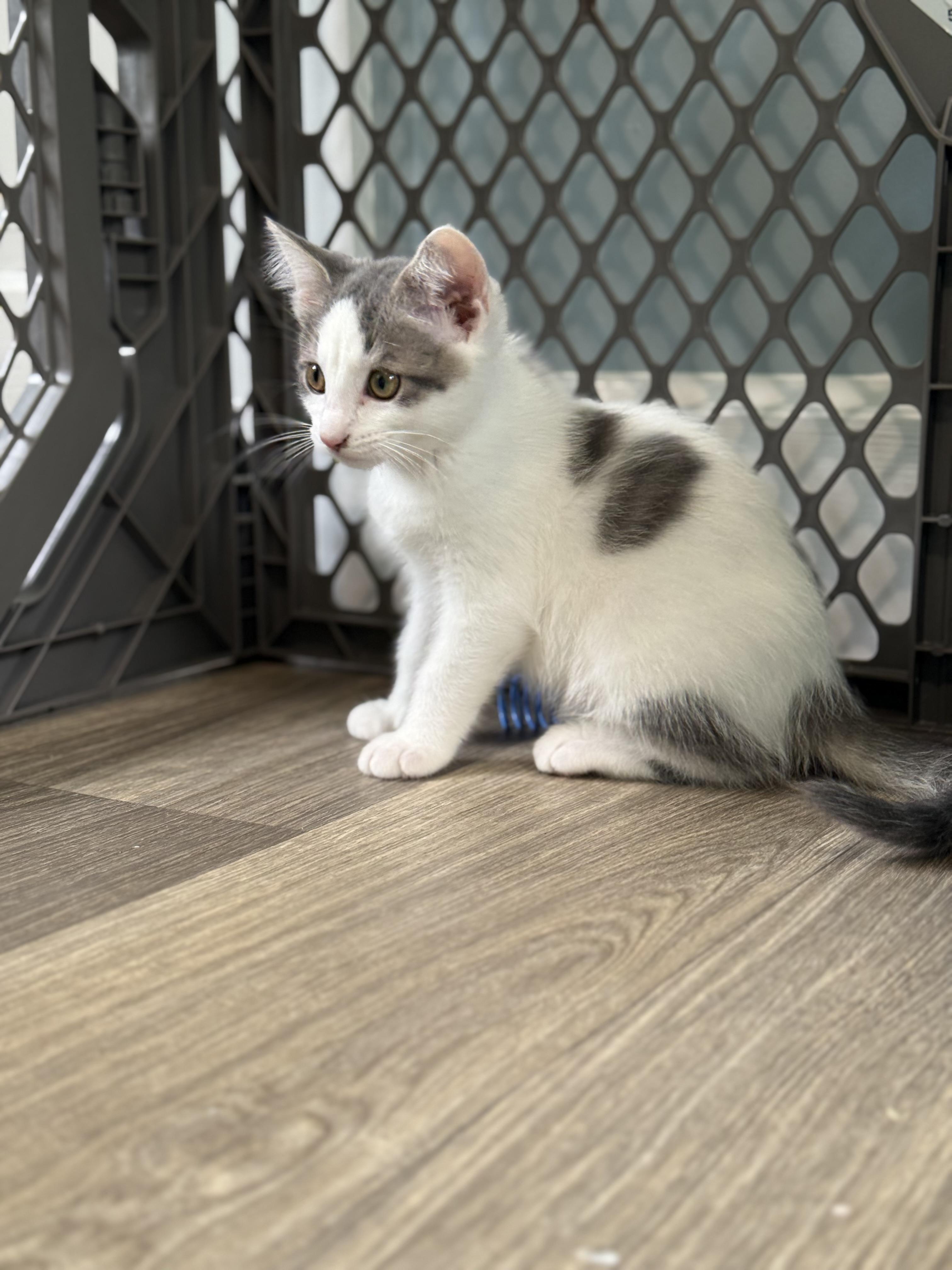 Enlarge Atari, a ADOPTABLE Domestic Short Hair in Milwaukee, WI image 5/5