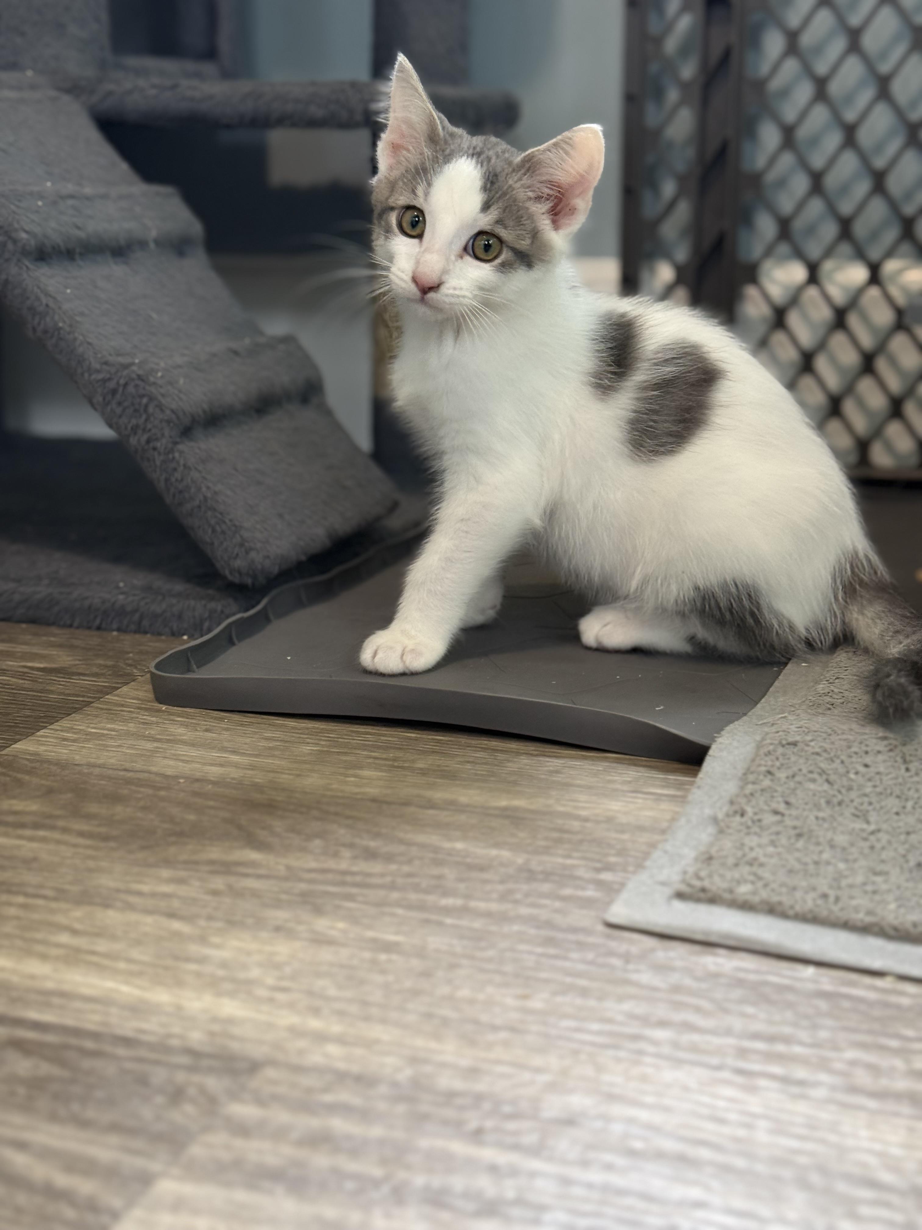 Enlarge Atari, a ADOPTABLE Domestic Short Hair in Milwaukee, WI image 4/5