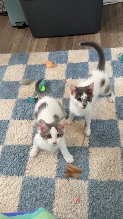 Enlarge Atari, a ADOPTABLE Domestic Short Hair in Milwaukee, WI video 2/5