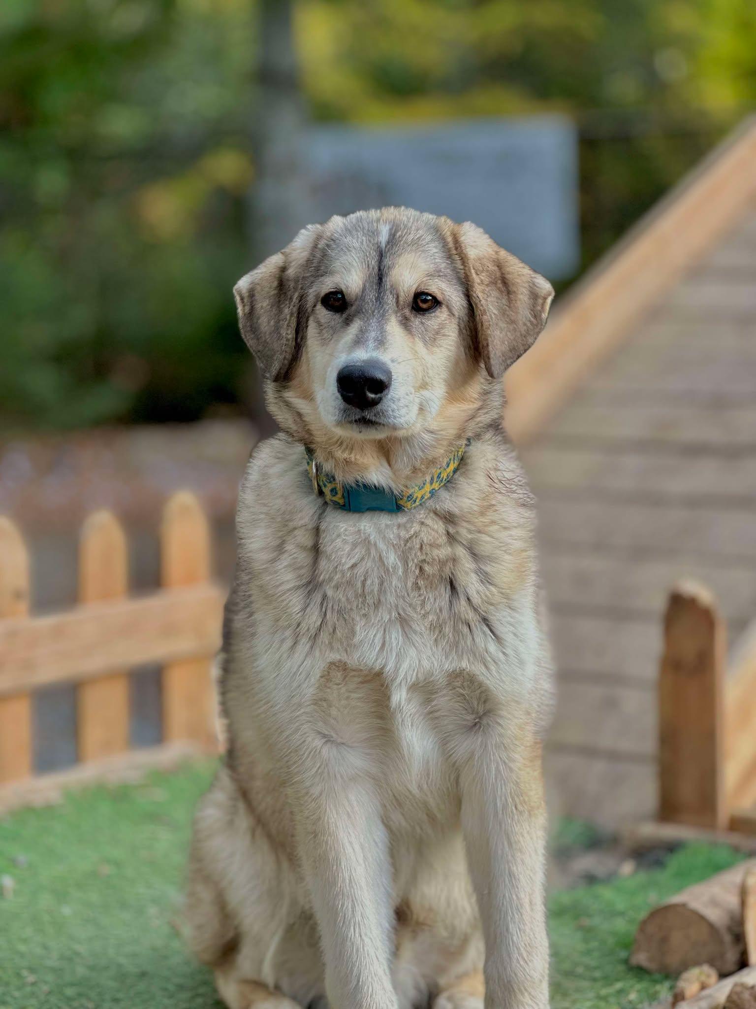 Enlarge Bear, an adopted mixed breed in STE-MARGUERITE-DU-LAC-MASSON, QC image 1/1