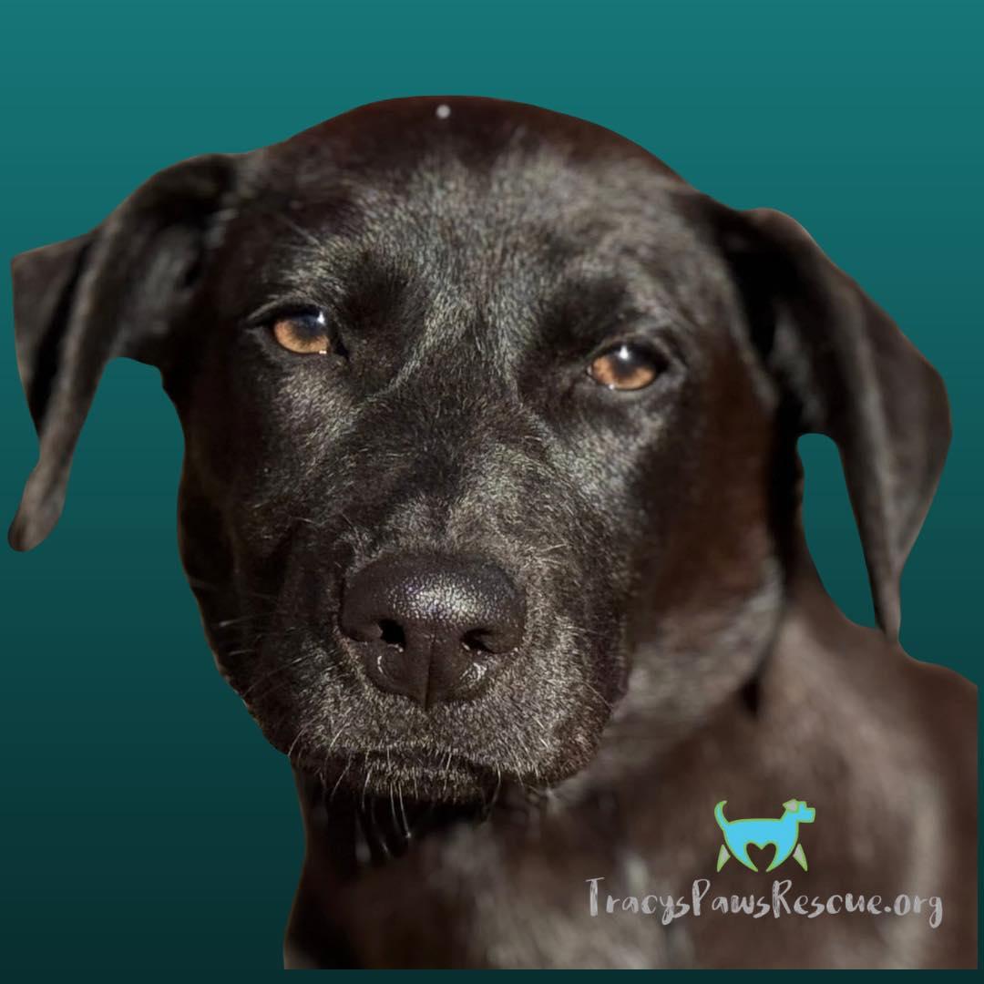 Boomer — The Last of the Glory Litter, a Adoptable mixed breed in St Augustine, FL image 1/6