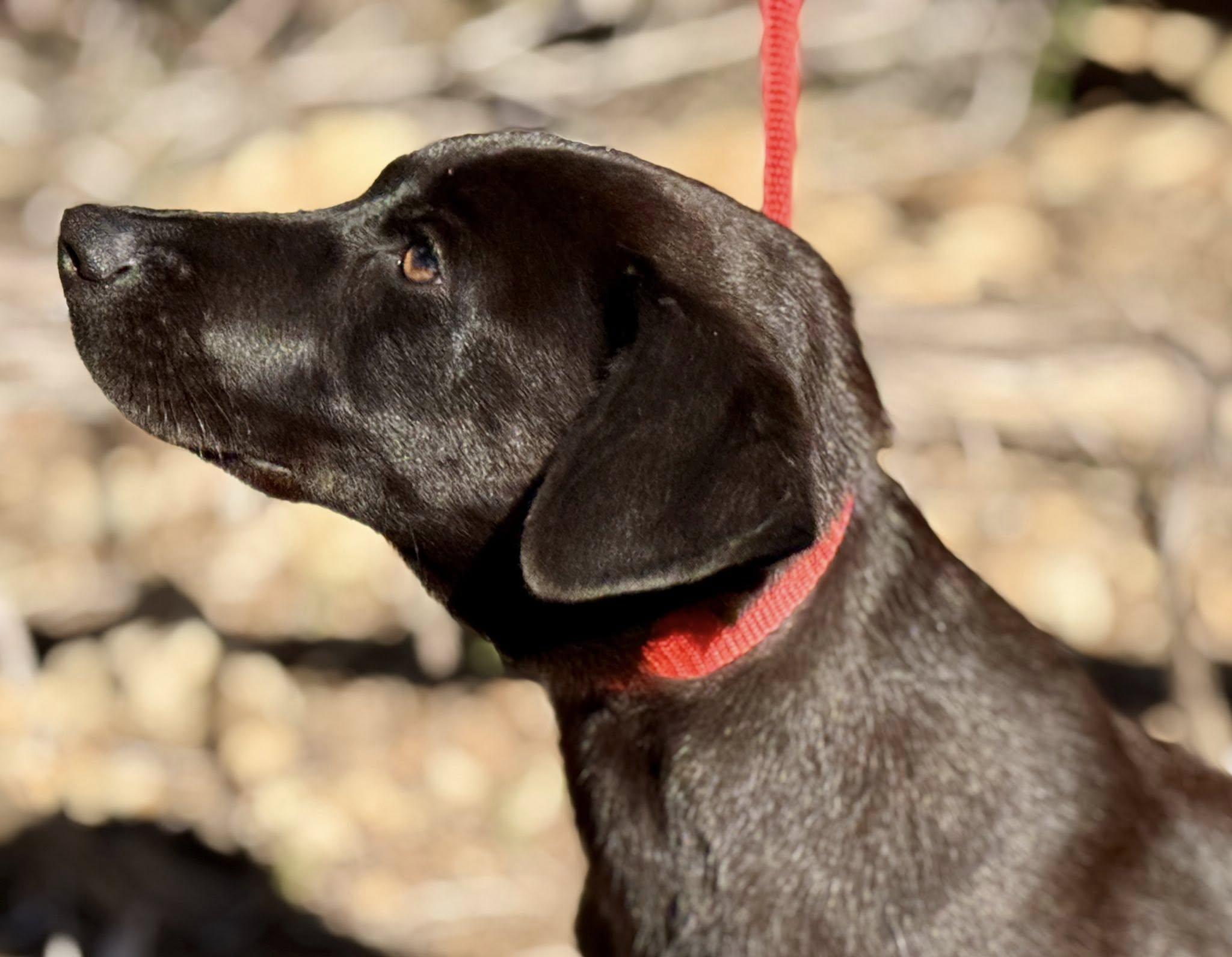 Boomer — The Last of the Glory Litter, a Adoptable mixed breed in St Augustine, FL image 2/6