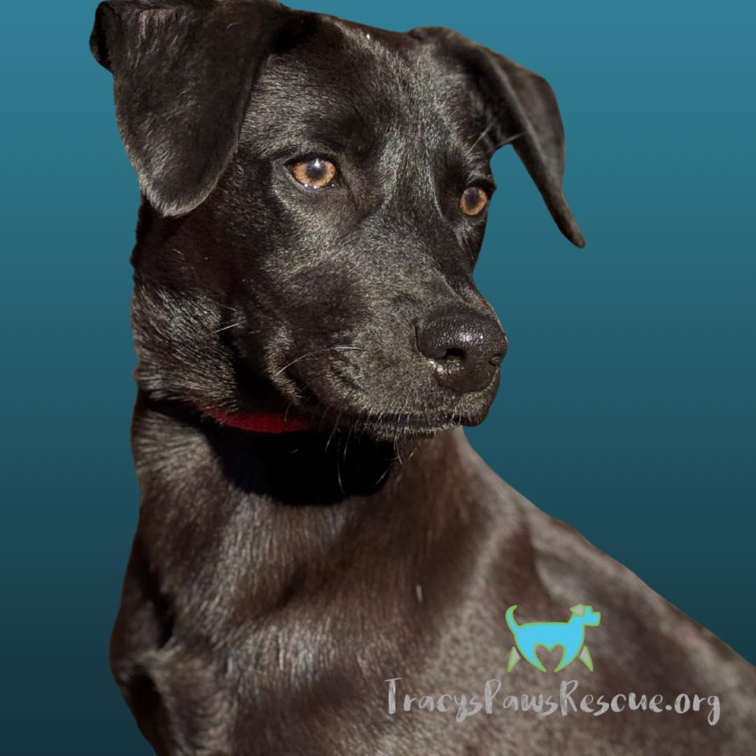 Boomer — The Last of the Glory Litter, a Adoptable mixed breed in St Augustine, FL image 3/6