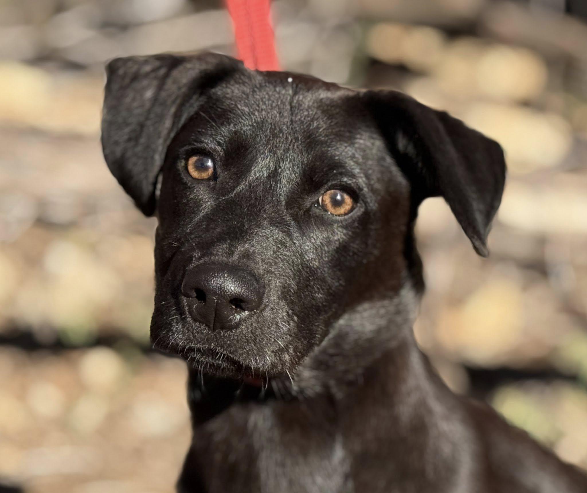 Boomer — The Last of the Glory Litter, a Adoptable mixed breed in St Augustine, FL image 4/6