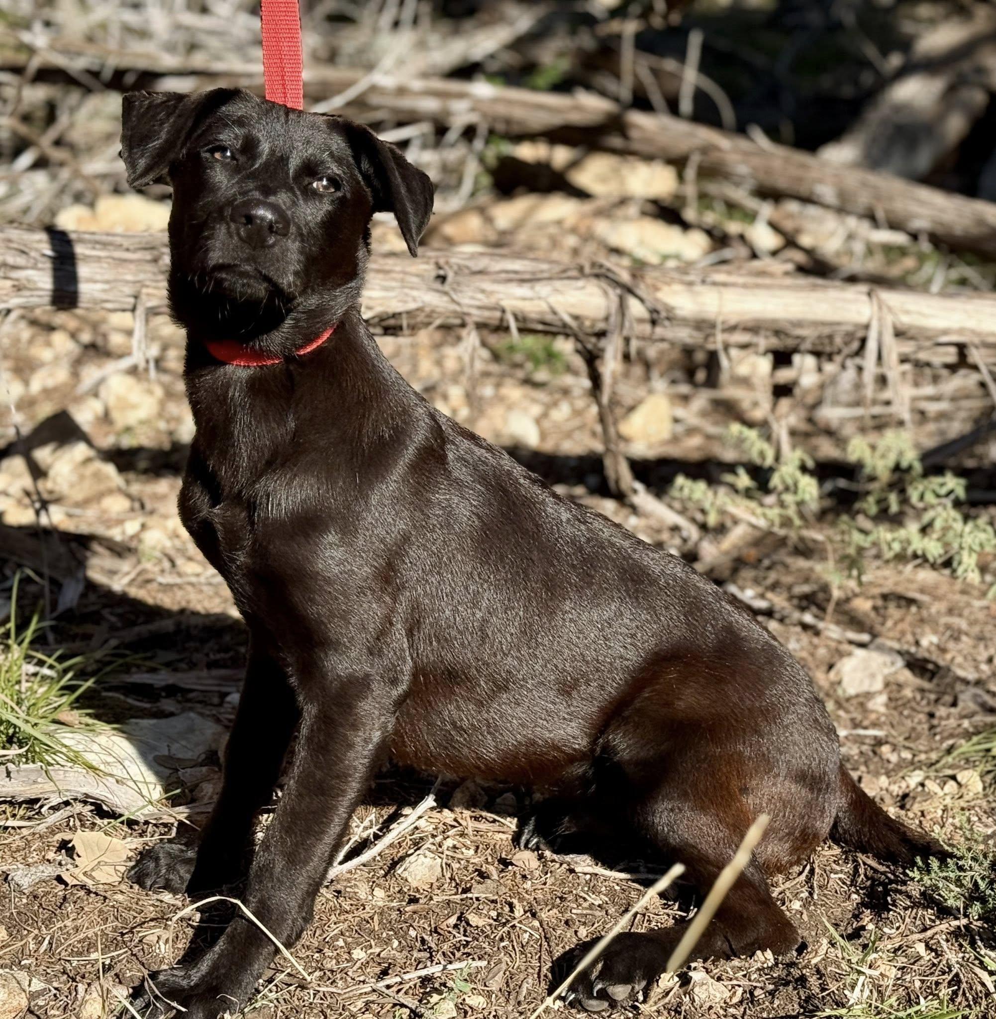 Boomer — The Last of the Glory Litter, a Adoptable mixed breed in St Augustine, FL image 5/6