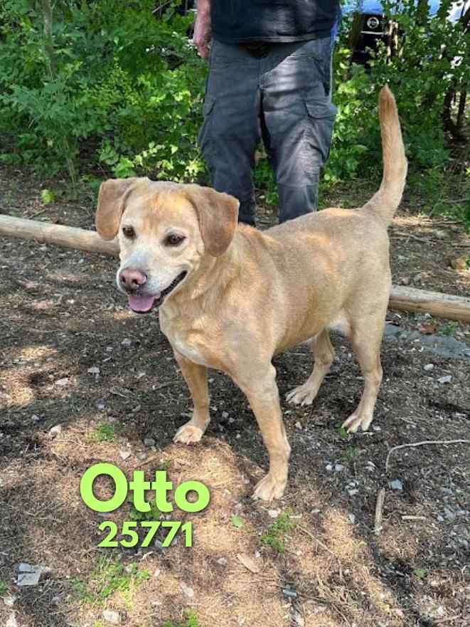 Otto, a ADOPTABLE mixed breed in Oak Ridge, TN image 3/3