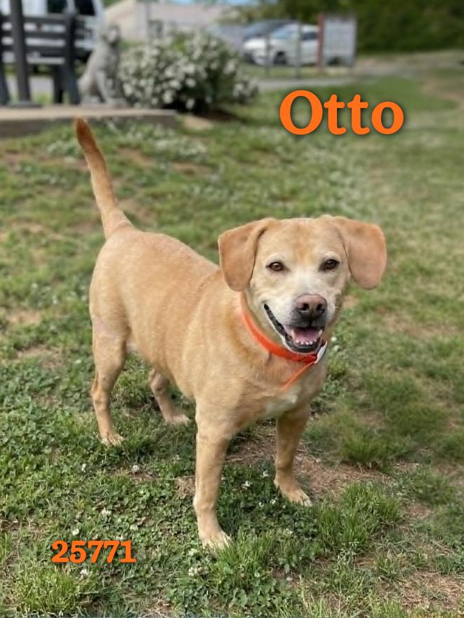 Otto, a ADOPTABLE mixed breed in Oak Ridge, TN image 1/3
