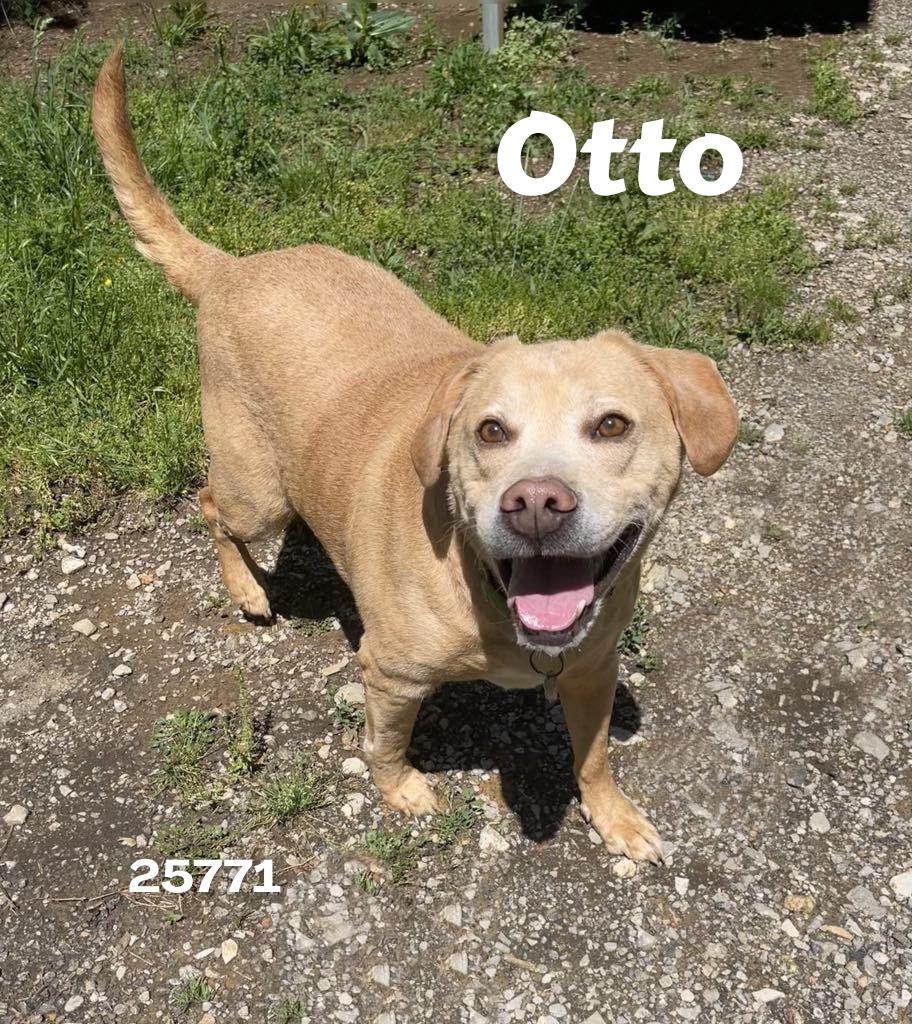 Otto, a ADOPTABLE mixed breed in Oak Ridge, TN image 2/3