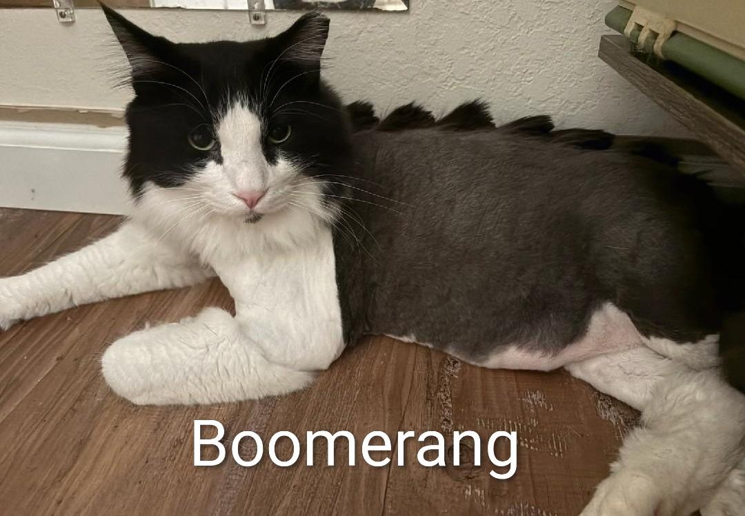 Enlarge Boomerang and Puff n' Stuff, a ADOPTABLE Domestic Long Hair in Reno, NV image 2/5