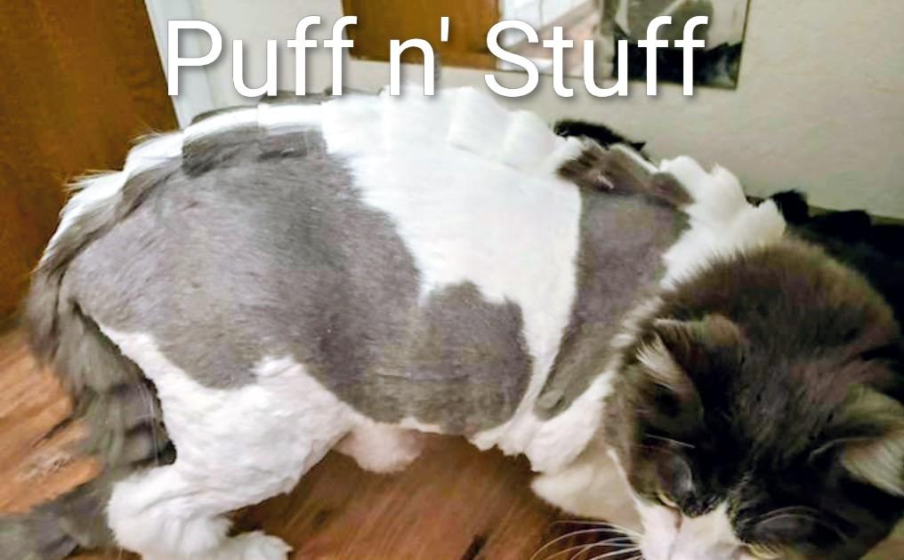 Enlarge Boomerang and Puff n' Stuff, a ADOPTABLE Domestic Long Hair in Reno, NV image 3/5