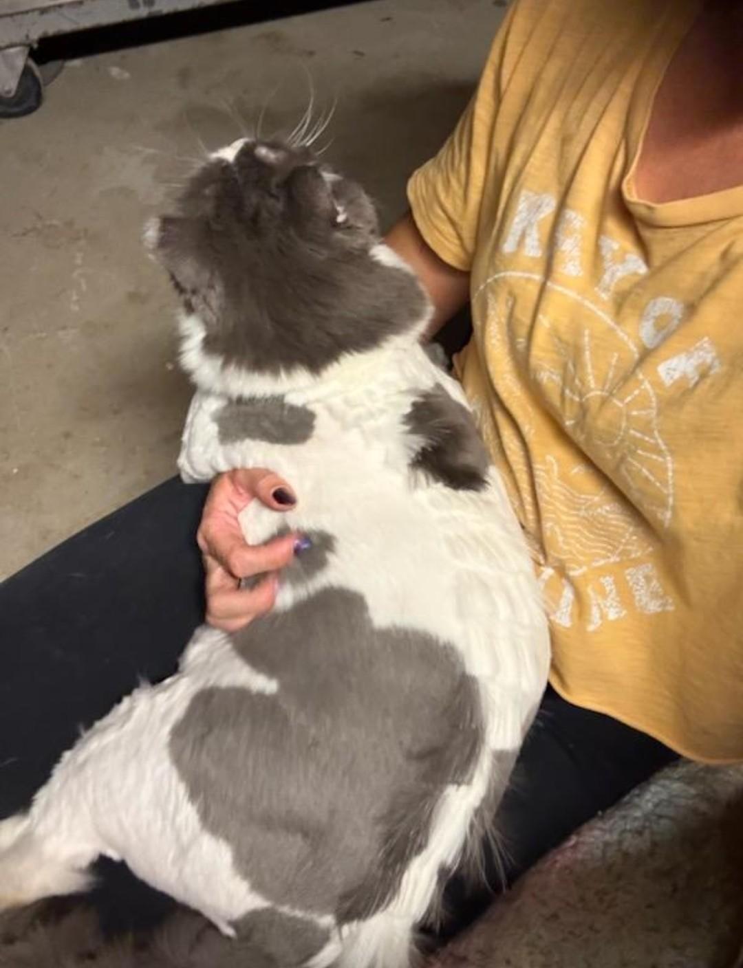 Enlarge Boomerang and Puff n' Stuff, a ADOPTABLE Domestic Long Hair in Reno, NV image 5/5