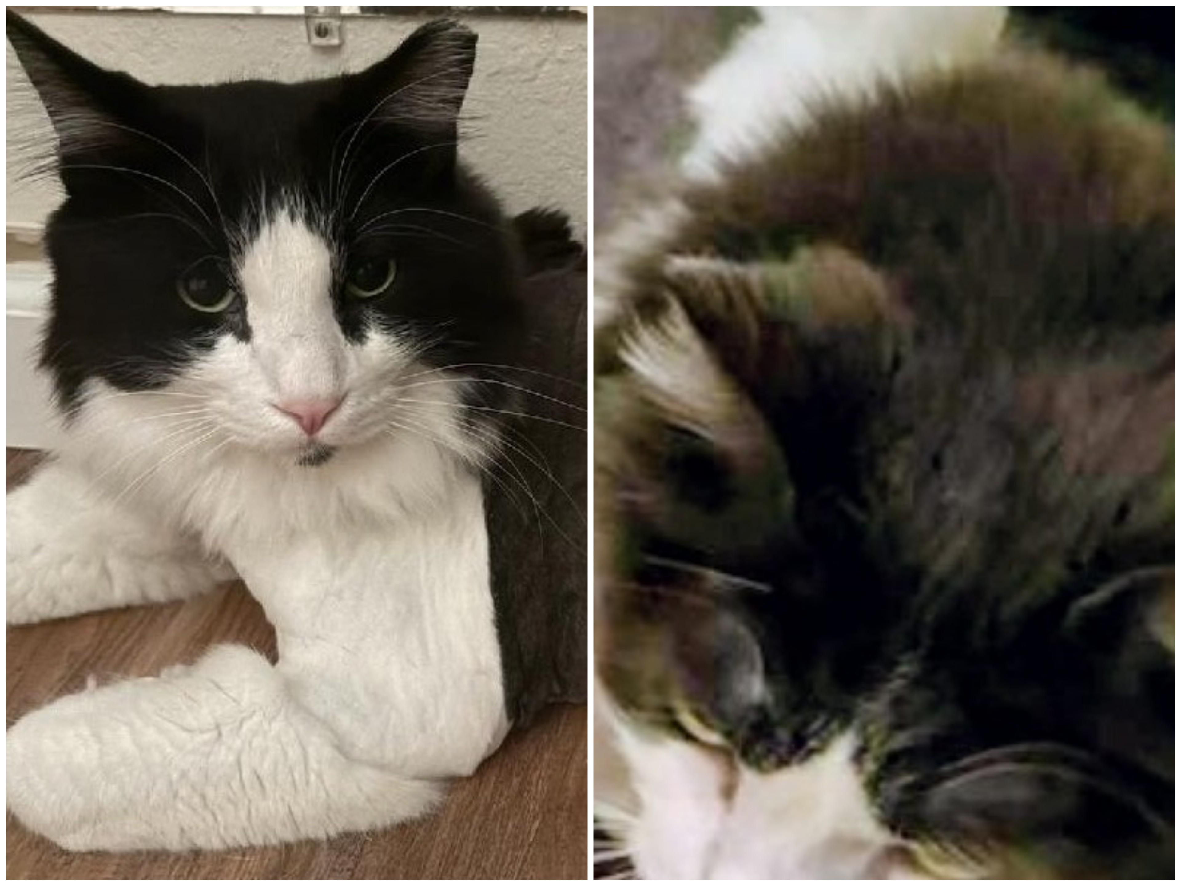 Enlarge Boomerang and Puff n' Stuff, a ADOPTABLE Domestic Long Hair in Reno, NV image 1/5