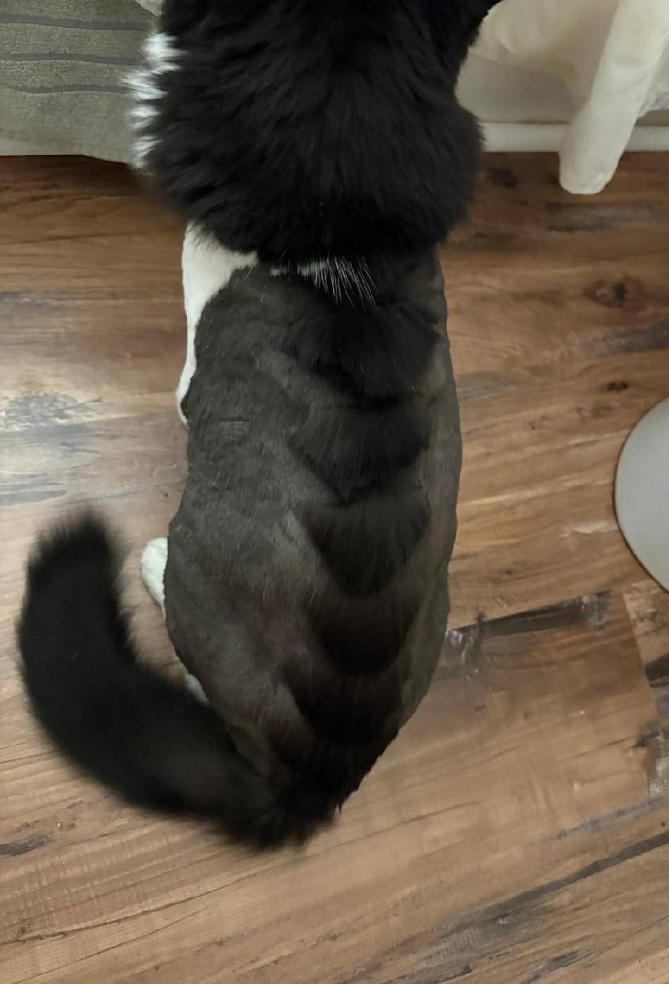 Enlarge Boomerang and Puff n' Stuff, a ADOPTABLE Domestic Long Hair in Reno, NV image 4/5
