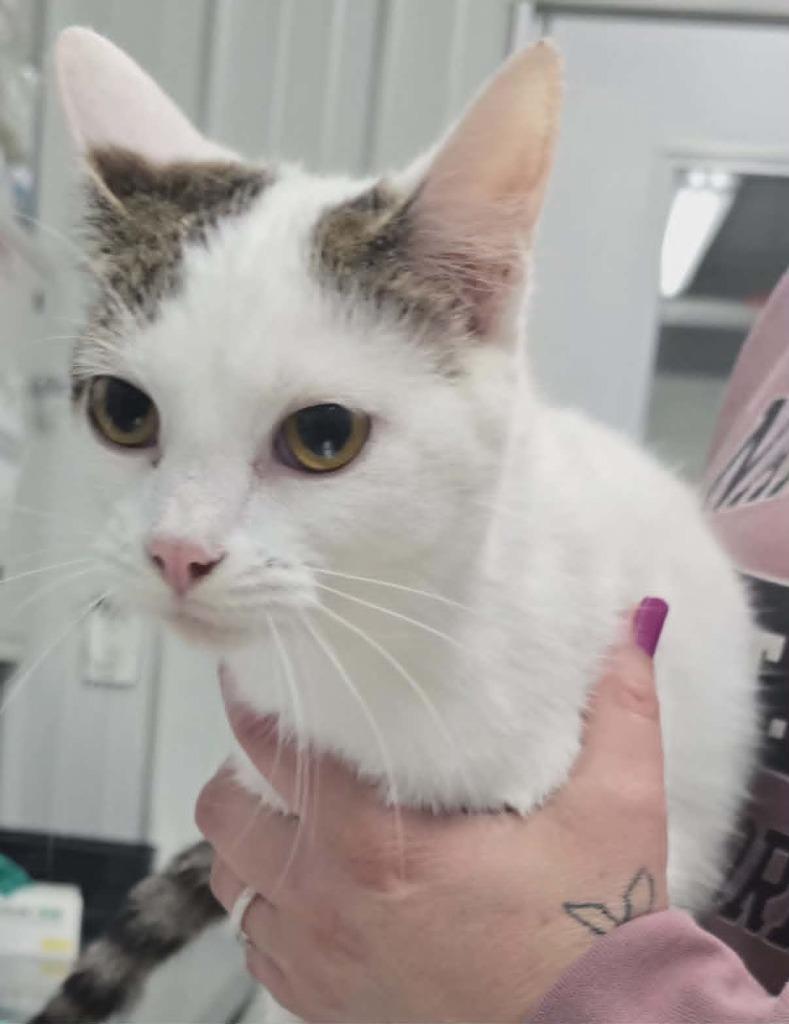 Doppity, Adoptable, Young Female Domestic Short Hair.